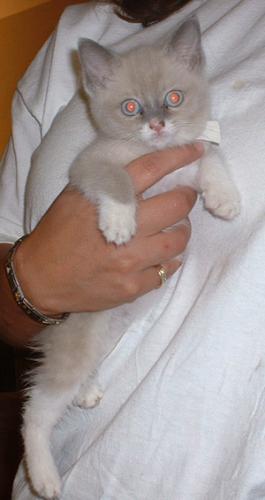 Snowshoe siamese