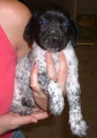 Speckles