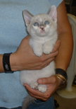 Sylvie