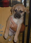 Terrier Mix Pups