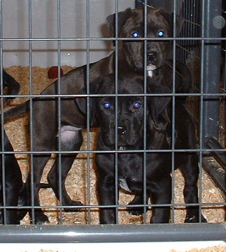 Female Lab Puppies