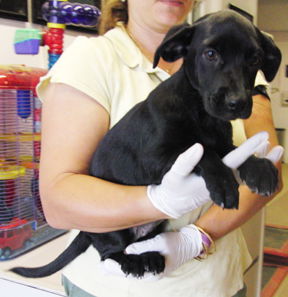 Black lab hot sale dachshund mix puppies