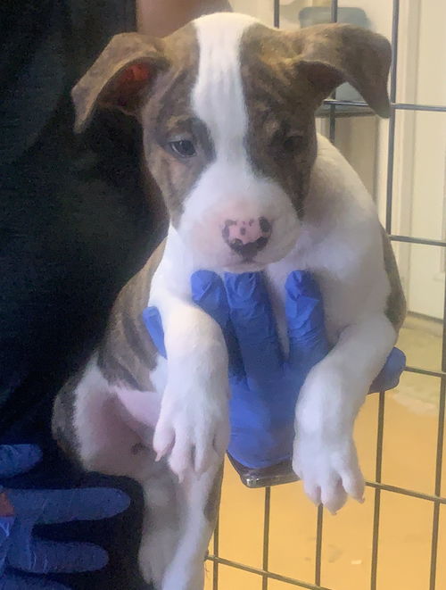 Pitbull Mix Brindle and White Male