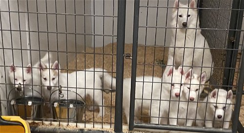 Samoyed Mix puppies