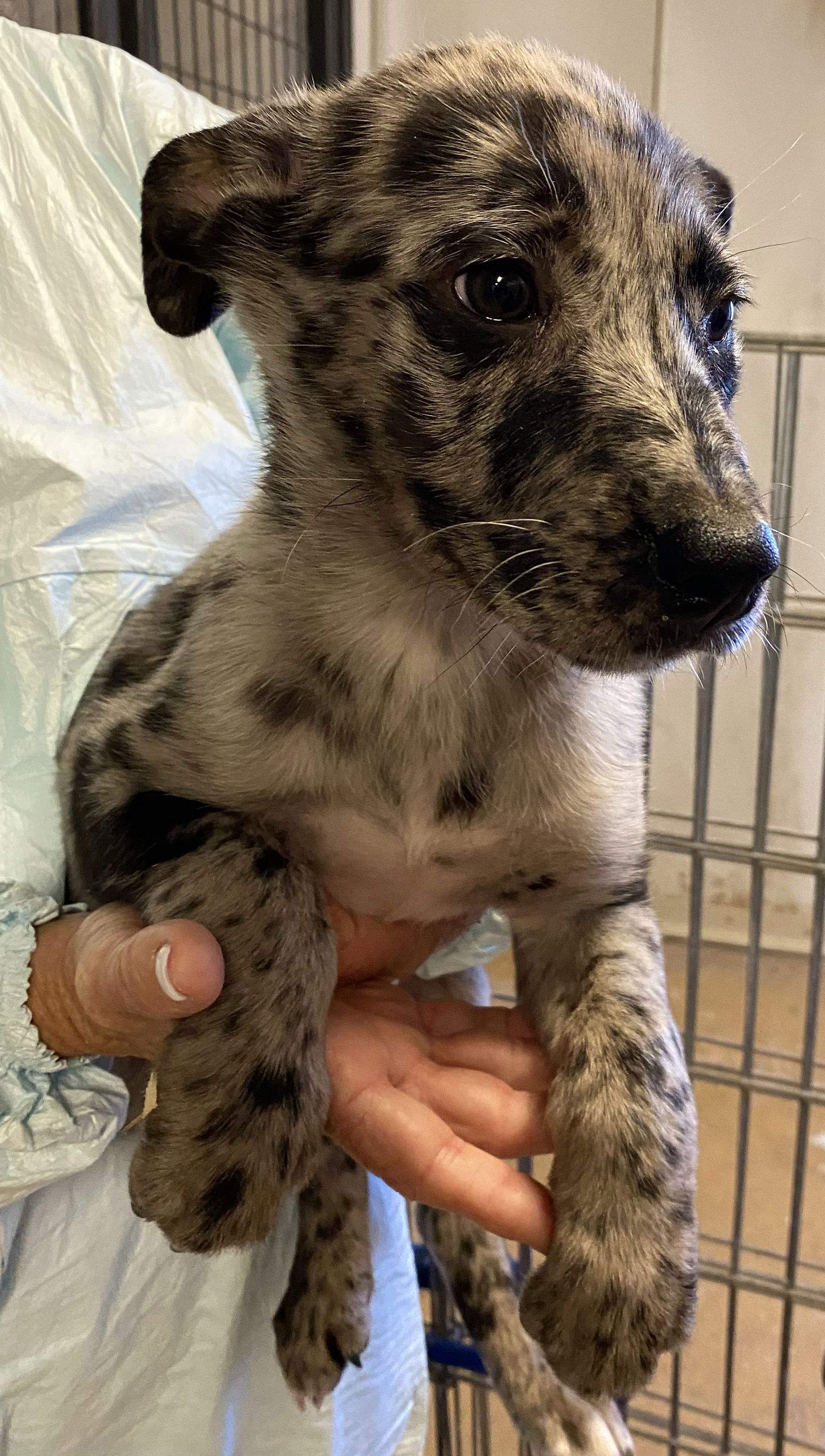 Catahoula leopard best sale dog rescue