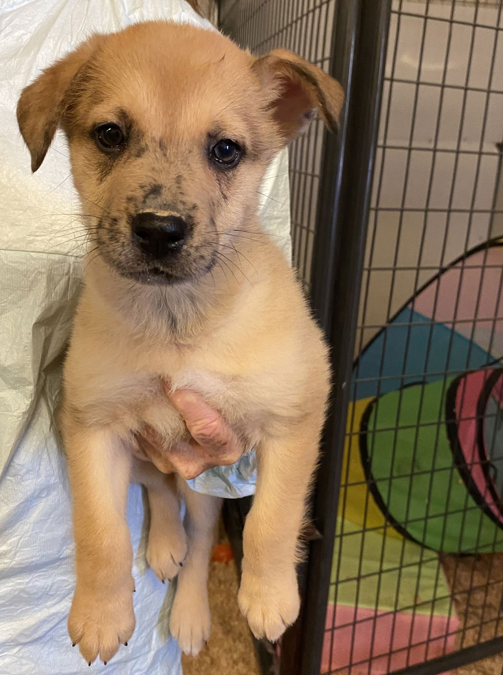 Catahoula husky mix sales puppies