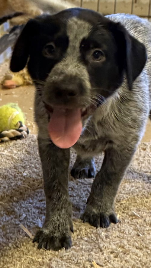 Obi