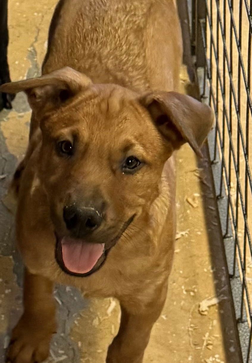 adoptable Dog in Woodland, CA named Chewbacca 