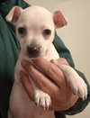 Dolly