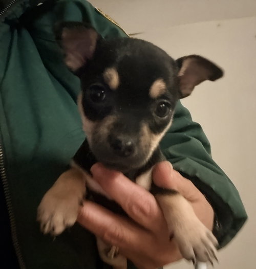 Pixie