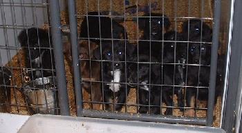 10 Shep/Lab Pups