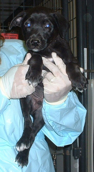 Sylvester