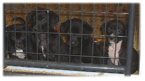 Labrador mix puppies