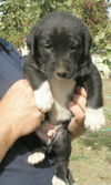 Labrador mix puppies