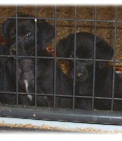 Labrador puppies