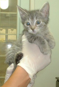 Simon