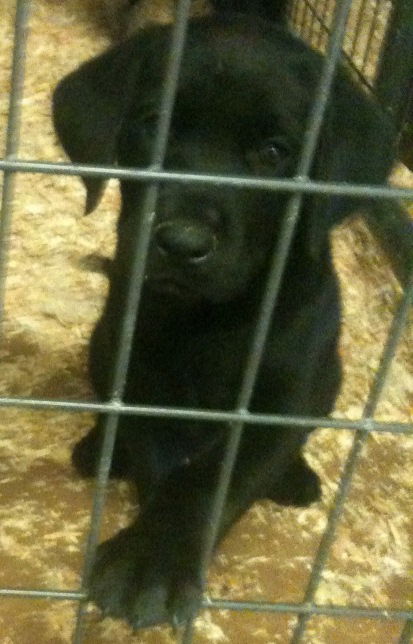 Labrador mix puppies