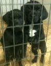 Labrador mix puppies