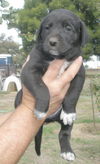 Labrador mix puppies