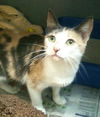 Lily