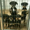 Rottweiler female puppies