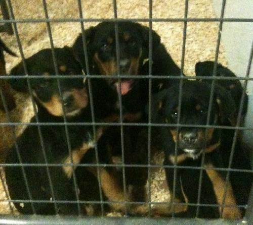 Rottweiler female puppies