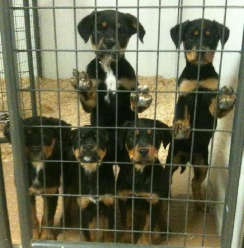 Rottweiler male puppies