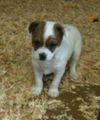 Linus