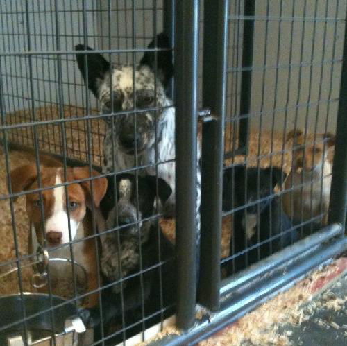 Cattledog/Border Collie puppies