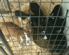 Cattledog/Border Collie puppies