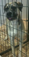 Sheeba