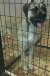 Sheeba
