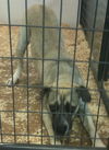 Sheeba