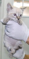Linus