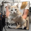 Bronx