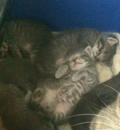 Gray Tabby Kittens