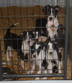 Lab/Cattledog Pups