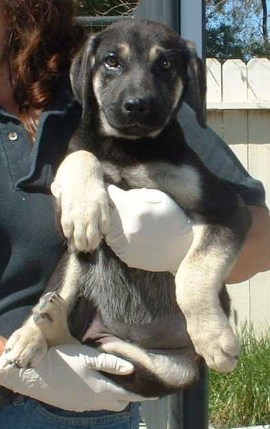 Shirley