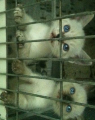 Siamese kittens