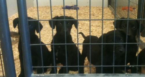 Labrador puppies