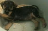 Sweet puppy