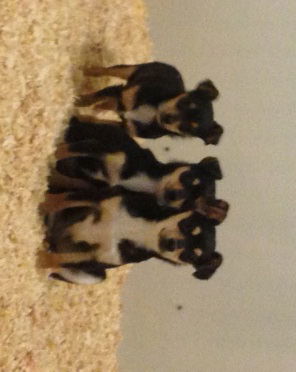Min Pins!