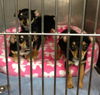 Min Pins!