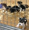 Rat Terrier mix puppies