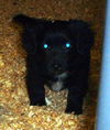 Corgi Mix Puppies