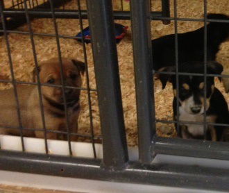 Puppies!