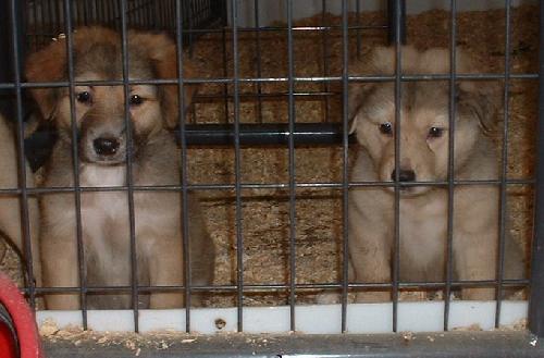 Shepherd/Lab Puppies - 3 available