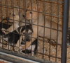 Shepherd/Lab Puppies - 3 available