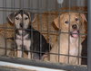 Shepherd/Lab Puppies - 3 available