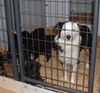 Border Collie/Lab Puppies